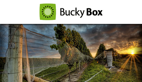 bucky box